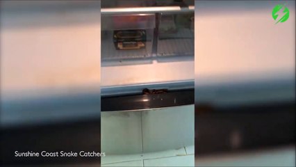Il trouve un serpent dans son frigo