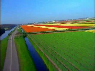 Baby Einstein  MACDONALD