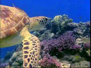 Baby Einstein  BABY NOAH