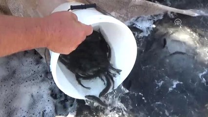 Bodrum'da 35 Bin Levrek Yavrusu Denize Bırakıldı