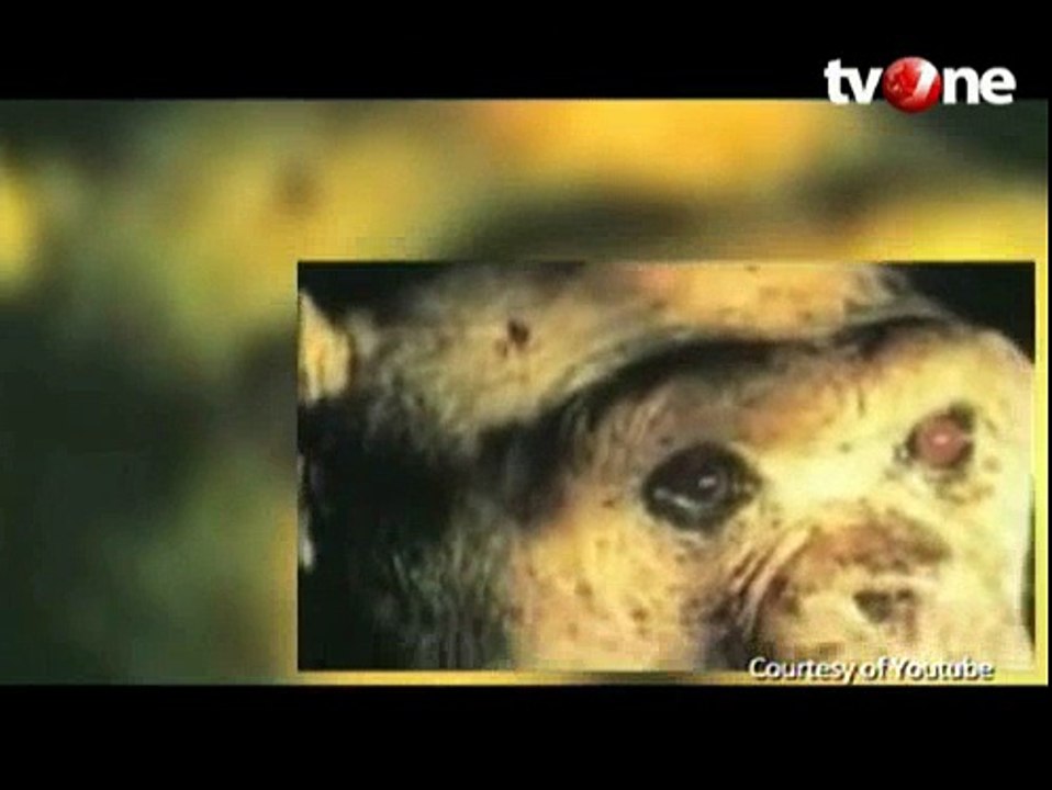Oliver, Simpanse Setengah Manusia