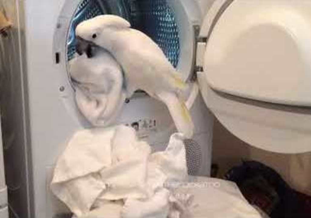 Harley the Cockatoo Does the Laundry