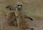 New Litter of Meerkat Pups Greet Adelaide Zoo Visitors