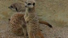 New Litter of Meerkat Pups Greet Adelaide Zoo Visitors