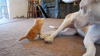 cute kitten with pitbull