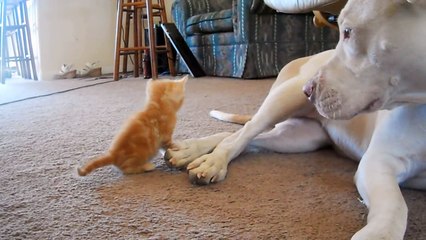 cute kitten with pitbull