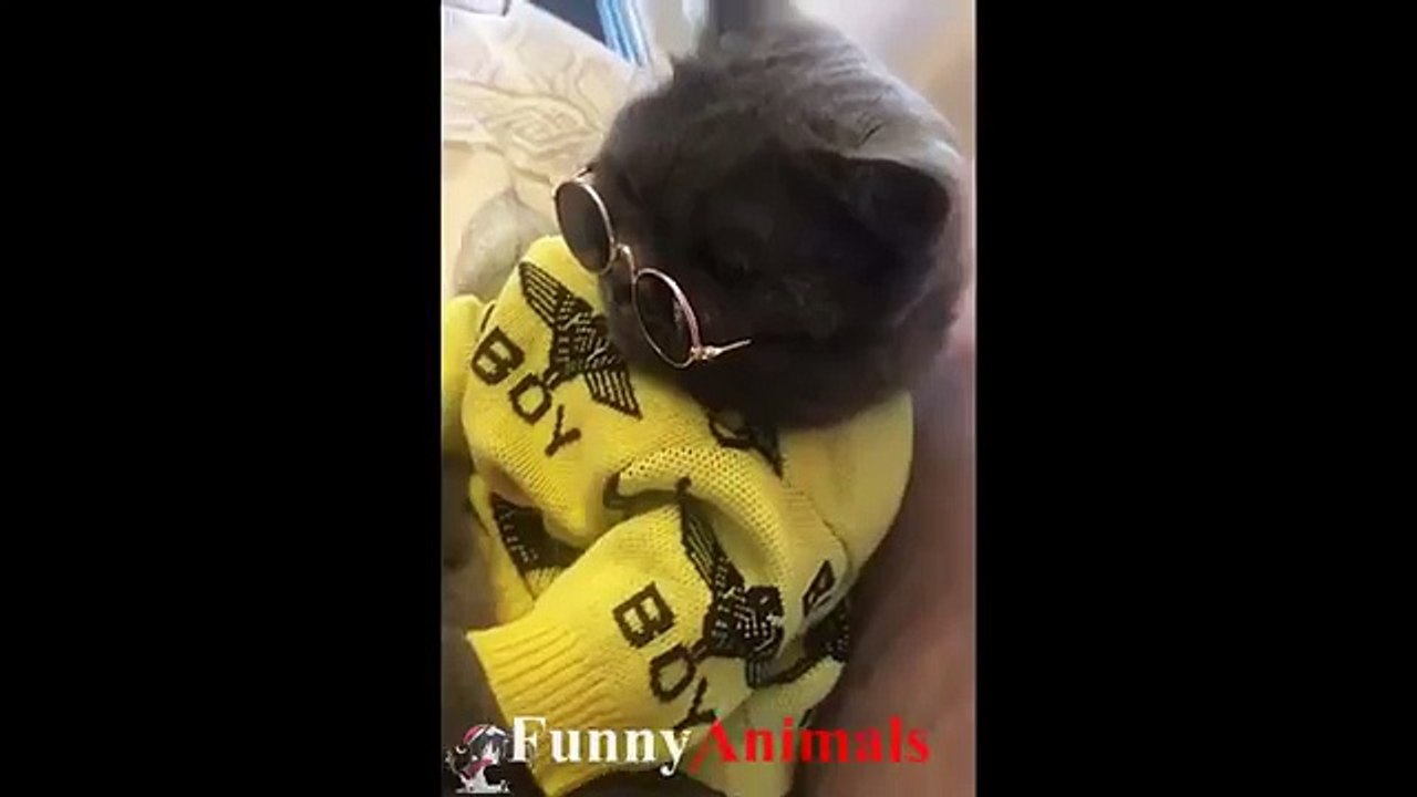 Cats Funny