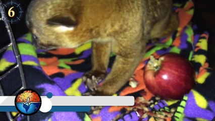 Animales sur america surubi basilisco pirana minhocao (DM)