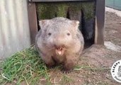 Wombat Warns Human to Stay Away From Grass, a Special Treat During the Drought