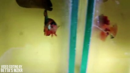 Nemo Candy or Emerald Betta Fish