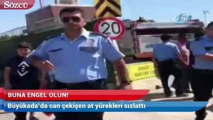 Büyükada’da can çekişen at yürekleri sızlattı