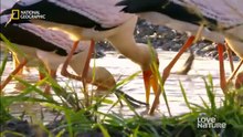 Wild Africa - Predatory  Birds of Zambia