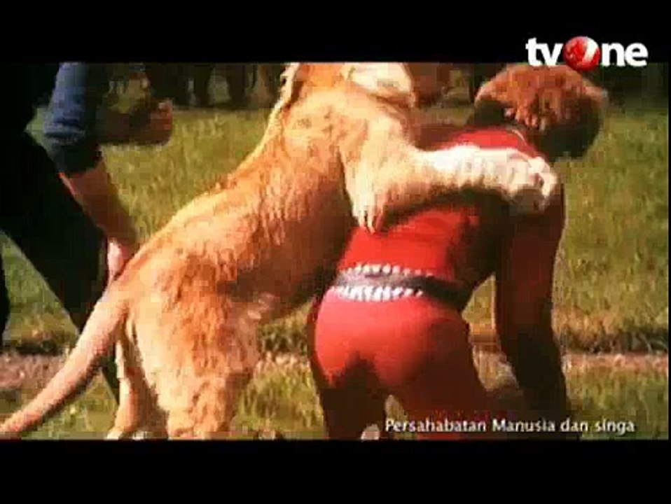 Kisah Persahabatan Manusia dengan Sang Raja Hutan