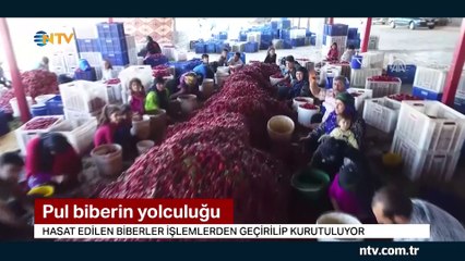 Pul biberin zahmetli yolculuğu