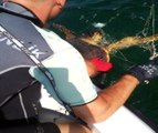 Caretta Carettayı Sahil Güvenlik Kurtardı