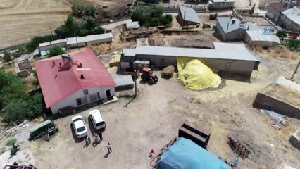 Telef olan inekte şarbon virüsüne rastlandı