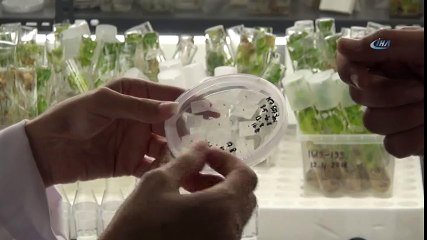 Türkiye'de İlk Defa Uygulandı! Üzümün Genetiği Koruma Altında