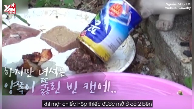 Save da Boss #5: Xôn xao trước hoàn cảnh đáng thương của chú mèo bị kẹt đầu trong hộp thiếc suốt 10 ngày liền