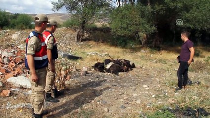 Keçilerin nakliye esnasında telef olduğu iddiası - SİVAS