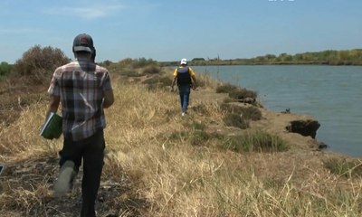 Diduga Sengaja Ditebang, Hutan Mangrove di Brebes Rusak