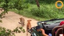 Un léopard veut affronter un chien !