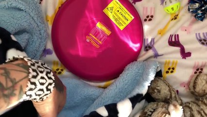 Giving Kittens an Oopsie-Poopsie Butt Bath