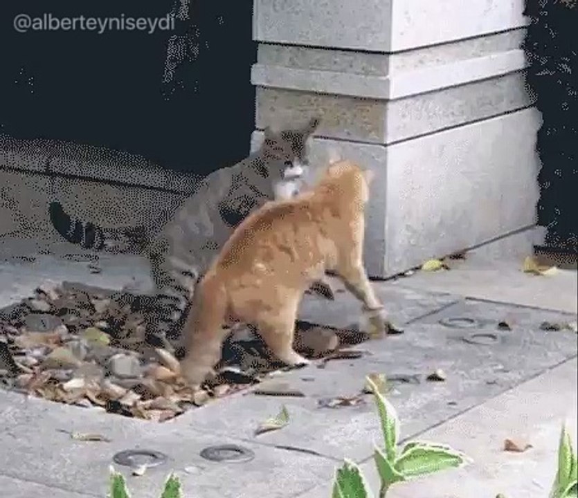 Bruce LEe Cat