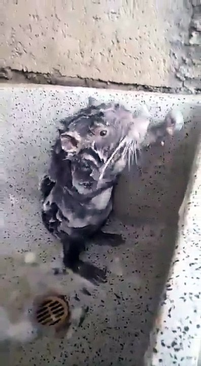Amazing A Mouse Bathing with Soap - video Dailymotion
