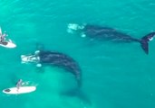 Victoria Father and Son Have Extreme Close Encounter With Whales