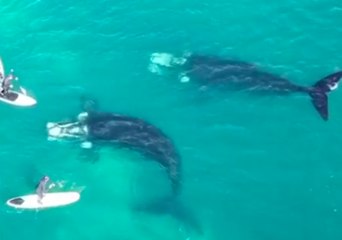 Victoria Father and Son Have Extreme Close Encounter With Whales