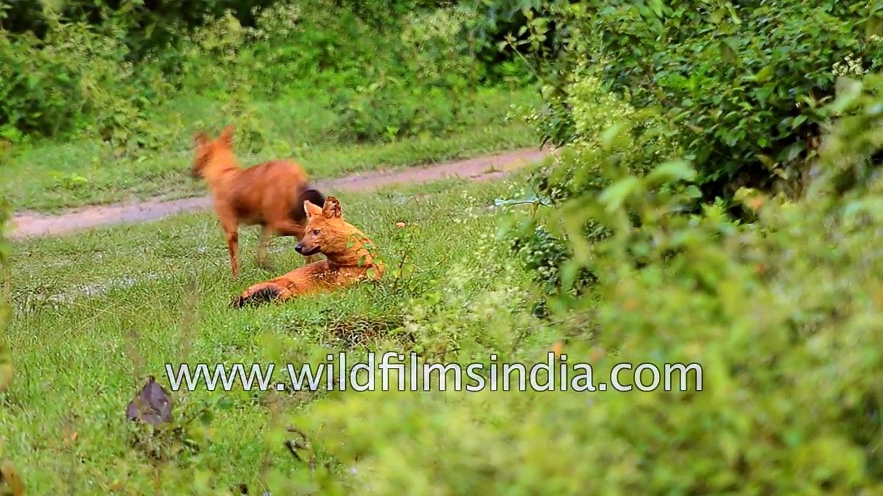 Dhole or Asiatic Wild Dog in central Indian forest - all domestic dogs came from them