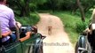 Dog barks and chases off leopard that came to attack him
