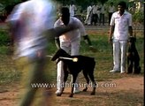 Dog jumps hurdles with flaming baton- Dog training in India