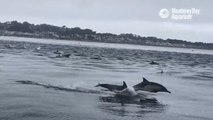 Hundreds Of Ravenous Dolphins Surge Through Monterey Bay In Search Of Bait fish