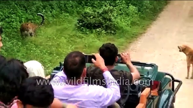 Leopard attacks dog dog barks at it frightened leopard skulks away - Amazing