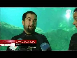 Menyambut Natal Bersama Ikan Hiu