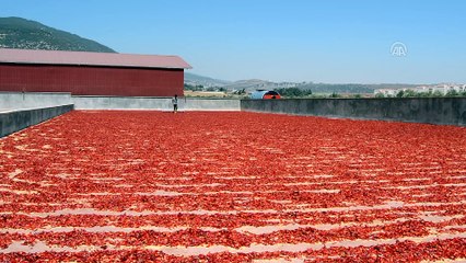 Okul harçlığını 'acı'dan çıkarıyor - GAZİANTEP