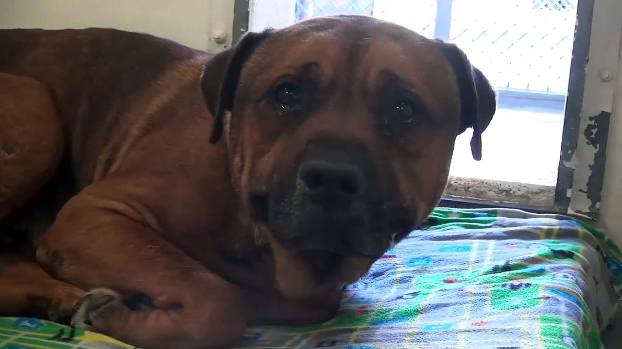 Ce chien pleure après s'être rendu compte qu'il a été abandonné au refuge pour animaux