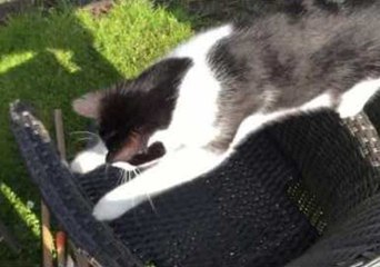 Determined Cat Completes Assault Course to Catch Pesky Stick