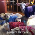 What do lambs in sweaters have to do with Australia's drought?