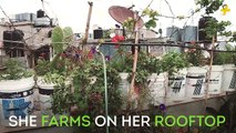 Palestinians are planting on the rooftops in refugee camps in order to keep their heritage alive.