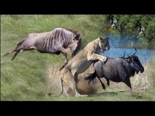 Lion, Hyena vs Leopard Fail Hunting Warthog and Wildebeest