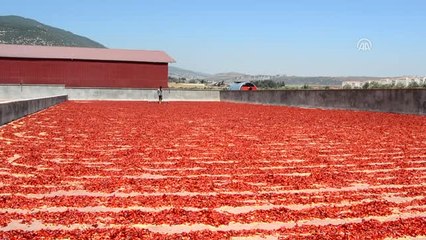 Okul Harçlığını "Acı"Dan Çıkarıyor