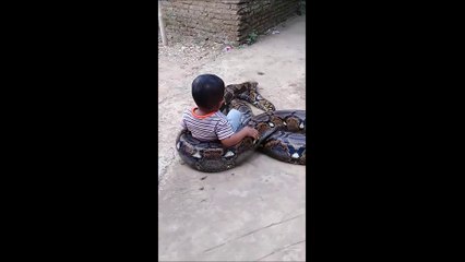 Ce bébé qui joue avec un énorme python effraye les internautes