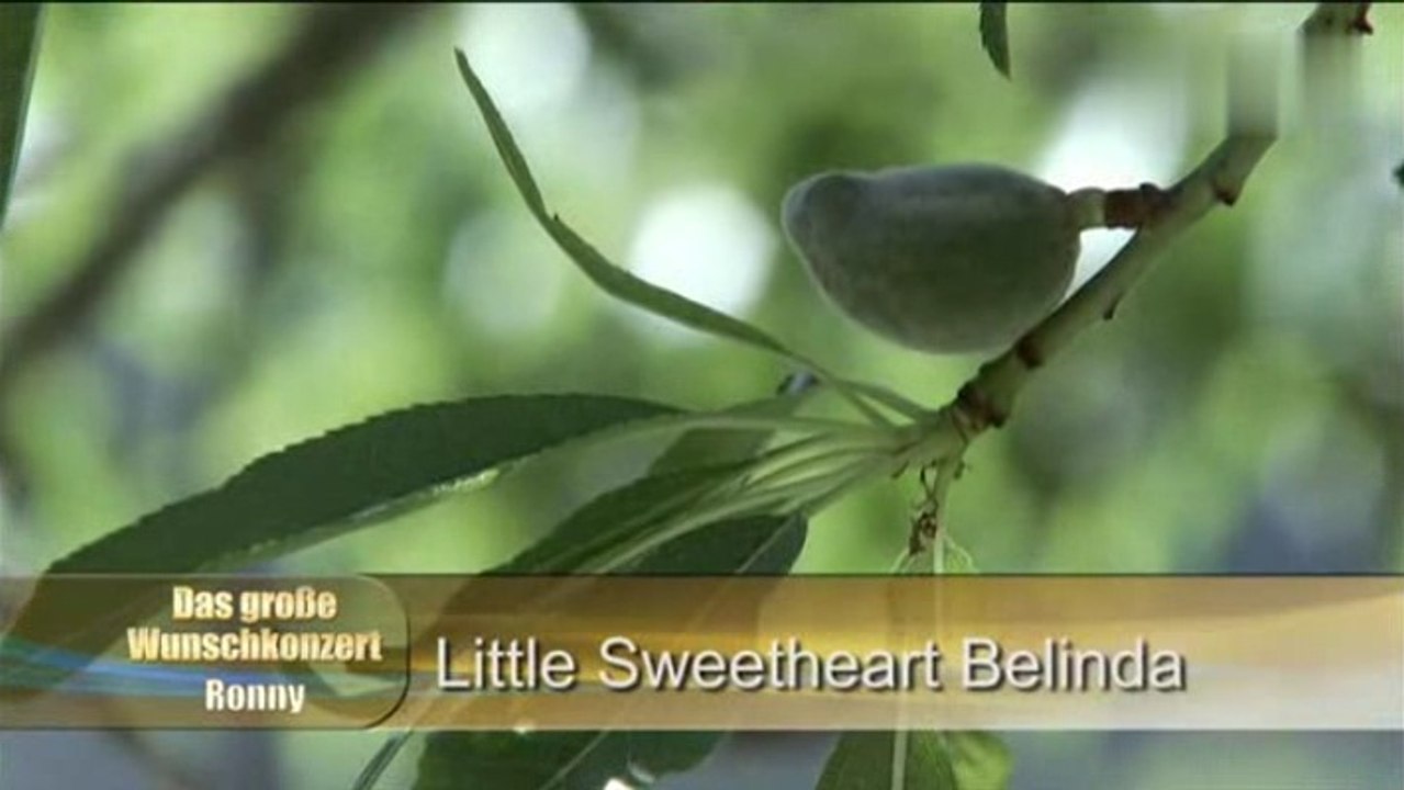 Ronny - Little Sweetheart Belinda 1970