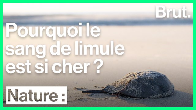 L'importance du sang de limule pour la médecine