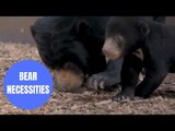 Heart-warming footage shows the first sun bear cub ever to be born in the UK emerge from its den