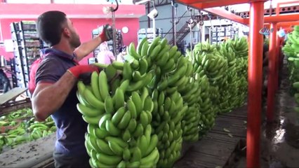 Türkiye’nin 400 Bin Ton Muz Açığını Silifke Kapatacak