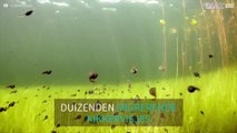 Duiker zwemt met duizenden kikkervisjes