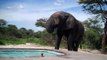Un éléphant assoiffé vient boire dans une piscine alors qu'un homme s'y baigne